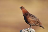 Red Grouse Male 1